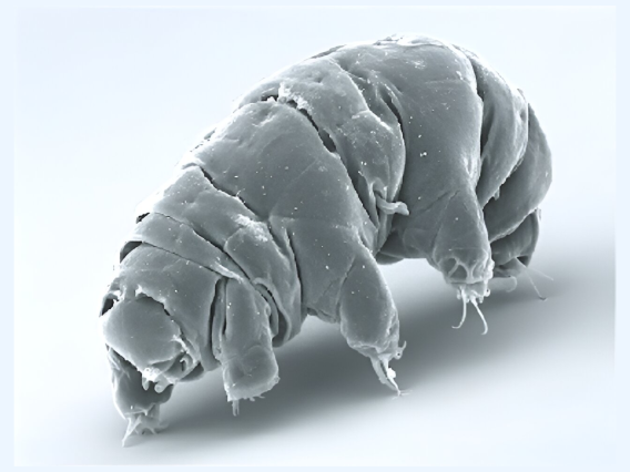 Image of the species Milnesium tardigradum in its active state