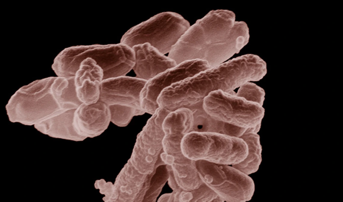 Image of a thermophile