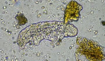 soil microorganisms including nematode, microarthropods, micro arthropod, tardigrade