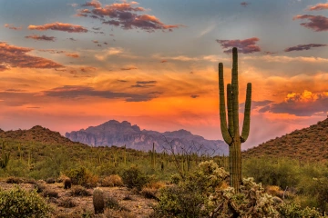 Desert scene